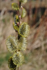 Bazie na wierzbie © bnorbert3