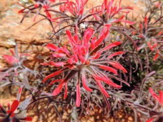 Obraz premium Close up of Castilleja chromosa, commonly known as Indian paintbrush or prairie-fire and are classified in the broomrape family, Orobanchaceae. They are hemiparasitic on the roots of grasses and forbs