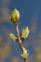 Knospen des Flieders