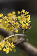 Bienenbesuch an der Kornelkirschblüte