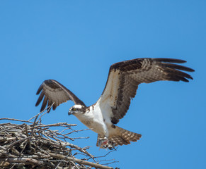 Osprey