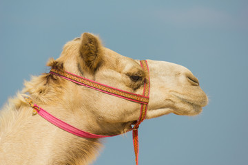 The muzzle of the African camel