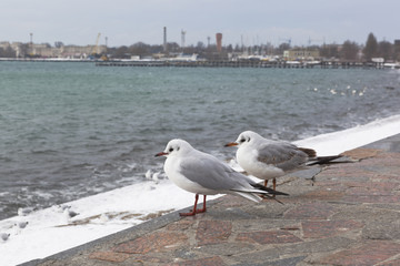 Two gulls of the species Sea pigeon (Chroicocephalus genei) sit on the embankment in Evpatoria in winter and look at the sea