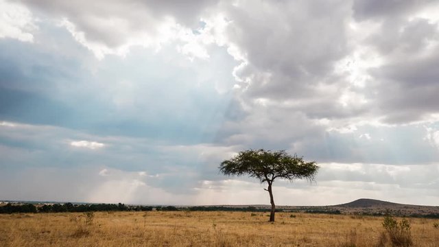 Timelapse of an acacia tree and a cloudy sky