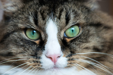 muzzle of a cat close-up
