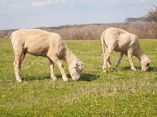 Obraz na płótnie Canvas sheared sheep graze on a spring meadow