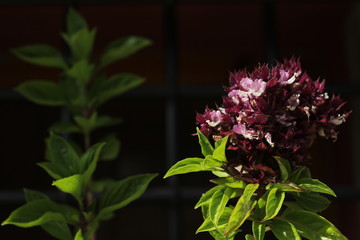 Primavera