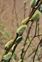 Bazie na wierzbie © bnorbert3