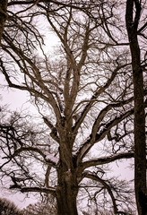 oak trees with snow on