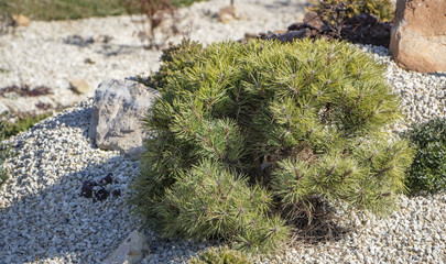 Cultivar dwarf mountain pine Pinus mugo var. pumilio in the rocky garden