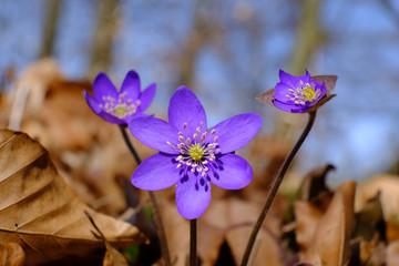 Fioletowy wiosenny kwiat - przylaszczka pospolita (anemone hepatica)