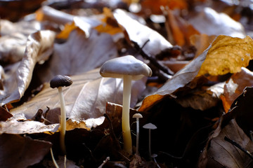 Wiosenny mały grzyb - szyszkówka (Strobilurus) © Iwona