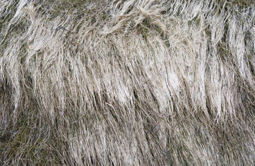 Laesoe / Denmark: Faded beach grass at the shore of the Baltic Sea at Bloeden Hale