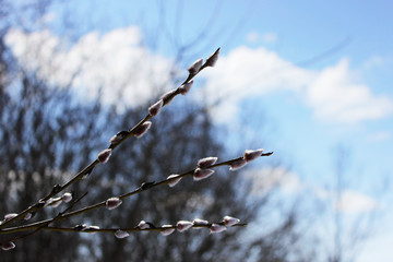 pussy willow with flowers, Salix,genus of woody plants of the family Willow, willow for Easter. © wolfness72