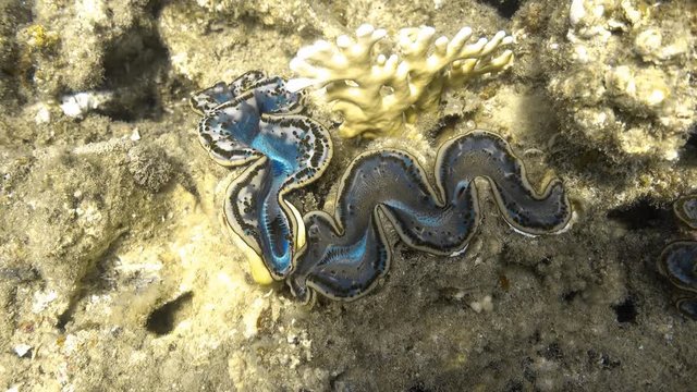 Maxima clam (Tridacna maxima) at the coral reef, 4K ultra hd video clip