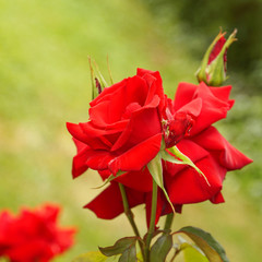 rosenstock mit blüten und grünen knospen in der wiese. die blüten sind am aufblühen und rot. makro, bokeh, quadratisch