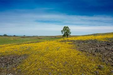 North Table mountain Oroville, CA, USA  landscape with lone oak tree and yellow wildflowers carpet