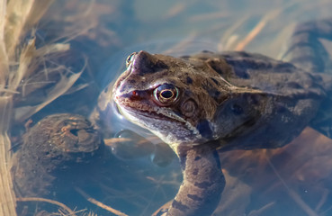 frogs and spawn