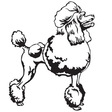 Decorative standing portrait of Poodle vector illustration