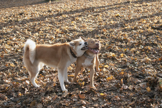 Cute Akita Inu And Pitbull Dogs Playing Outside In Autumn