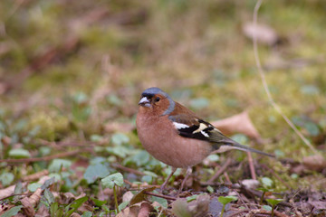 Fringilla coelebs (Fringilla coelebs) is a small vocalist from the family of Flemish Foxes. It is widespread, occurring in all continents of the Eastern Hemisphere, and due to its frequent occurrence 