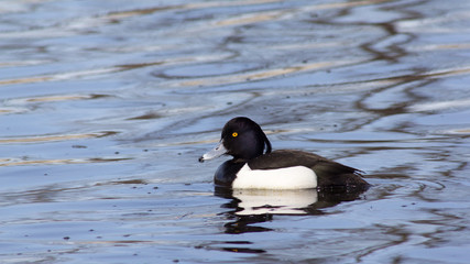 Wild duck on spring background, duck in the wild.