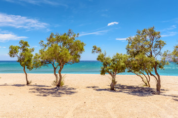 Fototapeta na wymiar Green trees on sandy Kiriaki beach on Milos island in Greece. Cyclades.