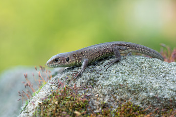 Sand lizard - Lacerta agilis