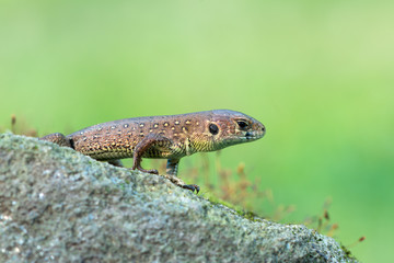 Sand lizard - Lacerta agilis