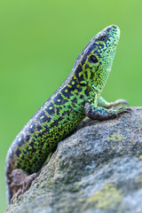 Sand lizard - Lacerta agilis