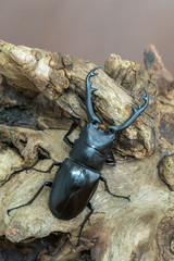 Giraffe Stag-Beetle - Prosopocoilus giraffa keisukei