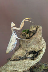 praying mantis - Sphodromantis sp.