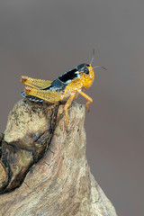 The migratory locust - Locusta migratoria