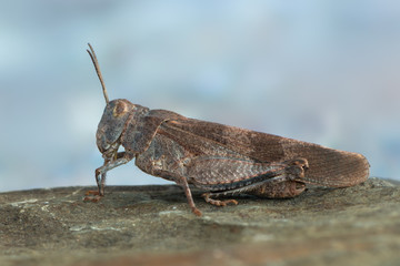 Red-winged Grasshopper - Oedipoda germanica