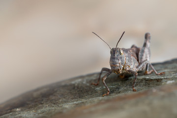 Red-winged Grasshopper - Oedipoda germanica