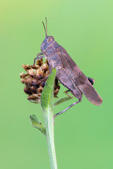 Red-winged Grasshopper - Oedipoda germanica