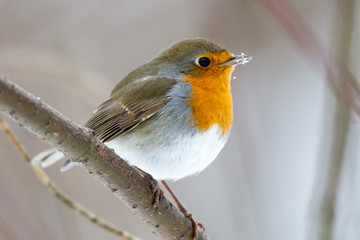 Robin (Erithacus rubecula).
