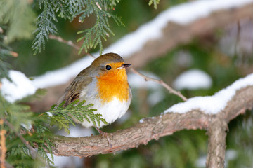 Robin (Erithacus rubecula).