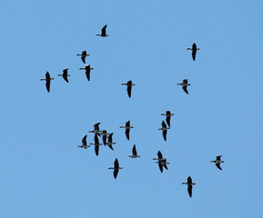 Flying wild Greater white-fronted geese (Anser albifrons) and barnacle geese (Branta leucopsis)...