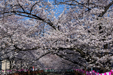 Meguro river, Sakura