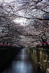Meguro river, Sakura