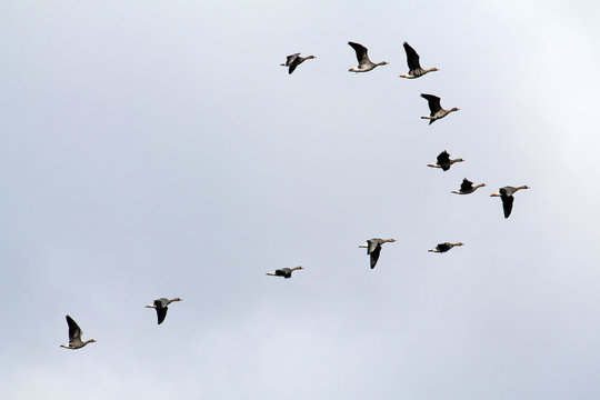 Wedge of flying wild Greater white-fronted geese (Anser albifrons) against cloudy sky