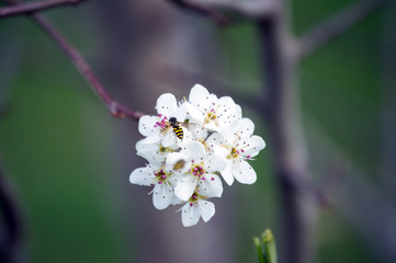 A colorful bee on colorful blooms against a defocused background makes for a pretty picture.