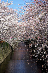 Meguro river, Sakura