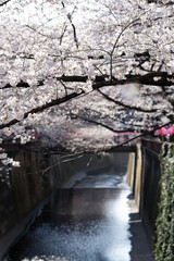 Meguro river, Sakura