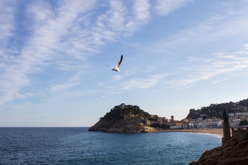 Fototapeta na wymiar чайка в небе над побережьем приморского городка