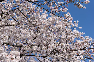 Meguro river, Sakura