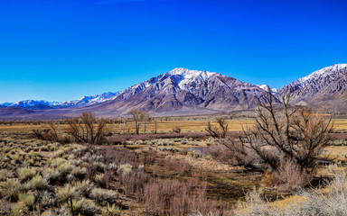 Sleeping Trees of Winter in Owen's Valley