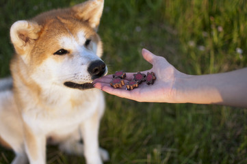 Feeding happy akita inu dog with treats - obrazy, fototapety, plakaty