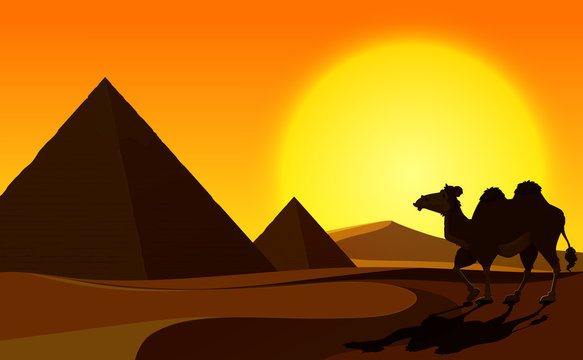 Pyramid and Camel with Desert Scene